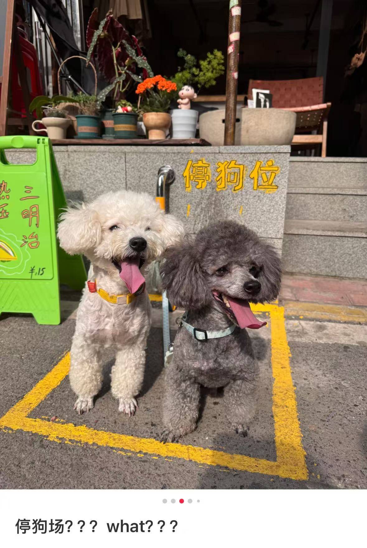 “先停狗再干饭！”武汉多个商铺现“停狗位”，商家称为吸引宠主，但有宠主表示担心