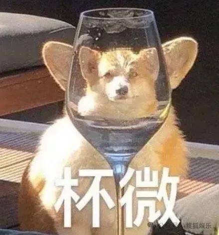 这场晚会台下简直是追星现场,名场面太多了吧?