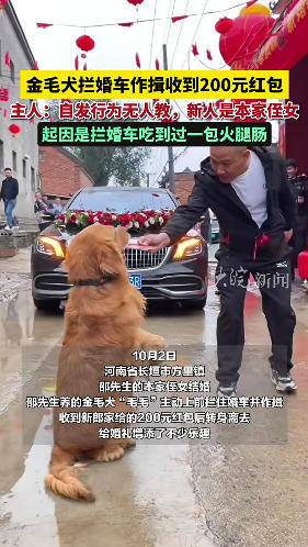 金毛犬拦婚车收200元红包，主人否认唆使和摆拍：自发行为无人教
