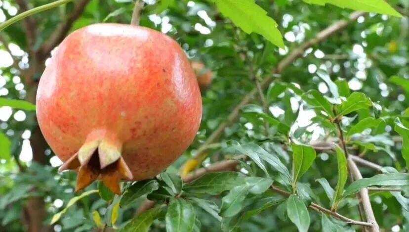 安徽怀远“双地标”石榴：从千年果园到长三角“甜蜜名片”