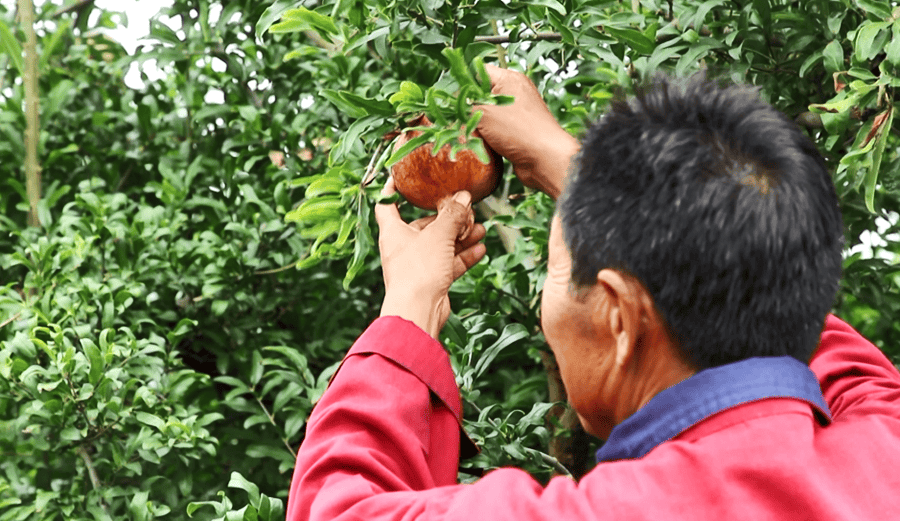 安徽怀远“双地标”石榴：从千年果园到长三角“甜蜜名片”