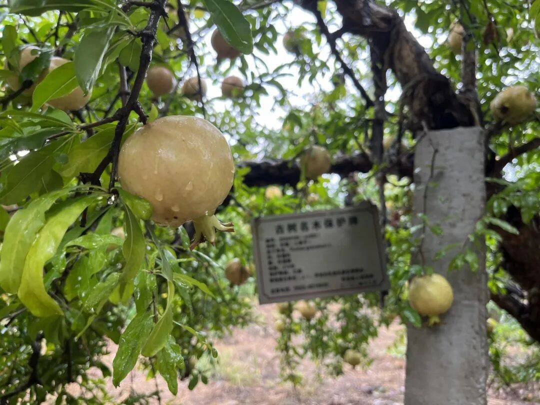 安徽怀远“双地标”石榴：从千年果园到长三角“甜蜜名片”