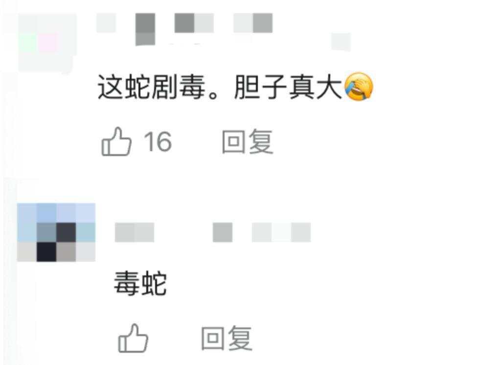 驴友爬山捡幼蛇轮流抚摸，专家：是短尾蝮蛇，毒性强，严重可导致死亡！