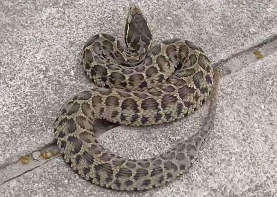 驴友爬山捡幼蛇轮流抚摸，专家：是短尾蝮蛇，毒性强，严重可导致死亡！