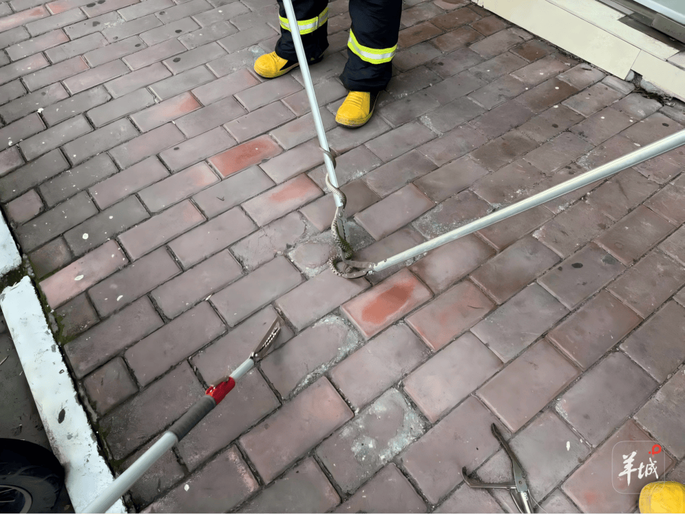 广州一小区蛇患频发：已抓超60条但未探测到蛇窝位置，多方介入