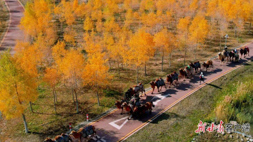 张掖甘州区：悠悠驼铃话丝路