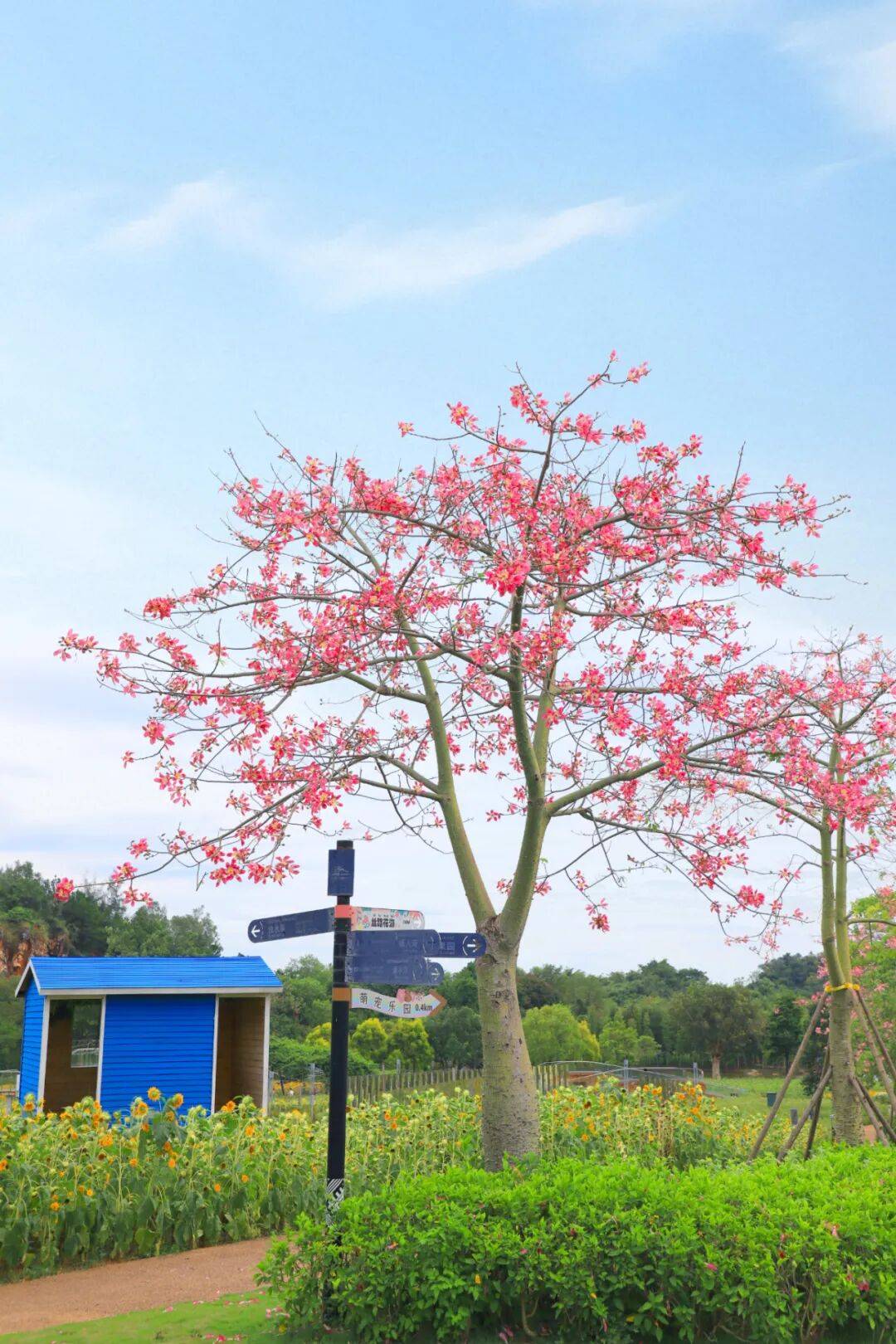 今日霜降 | 秋深霜覆叶，一树繁花开