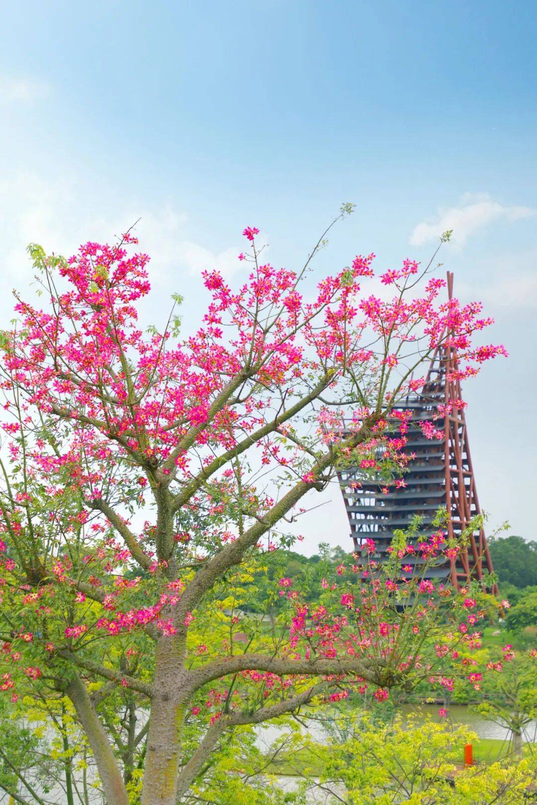 今日霜降 | 秋深霜覆叶，一树繁花开