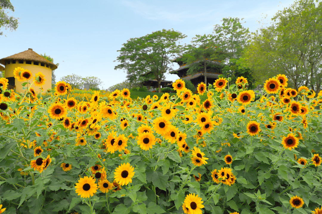 今日霜降 | 秋深霜覆叶，一树繁花开