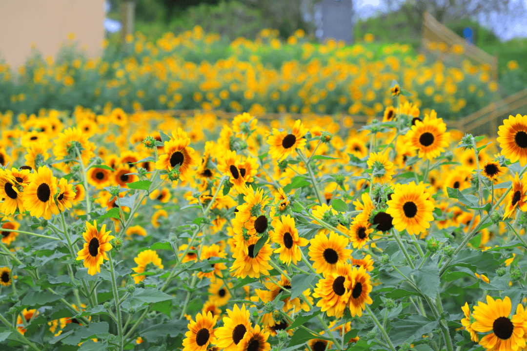 今日霜降 | 秋深霜覆叶，一树繁花开