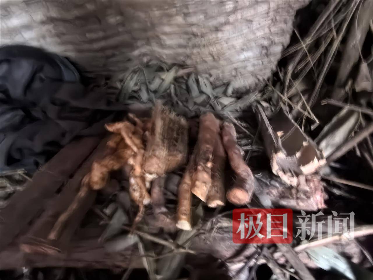 实探张家界荒野求生选手“苗王”的庇护所:堆着大量猕猴桃等野果,一个多月他只瘦了10多斤